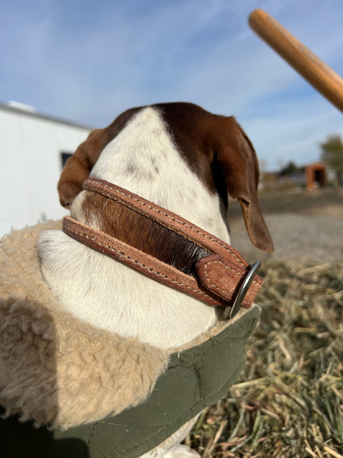 Small cowhide dog collar