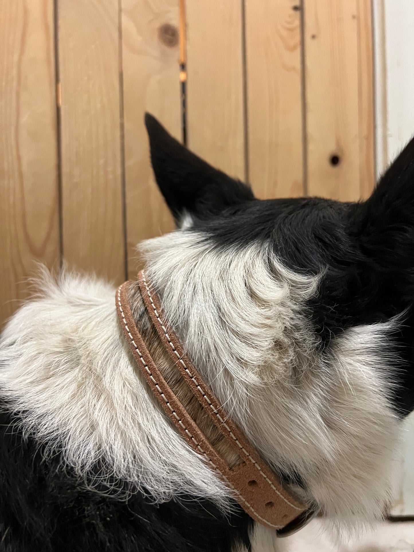Skinny cowhide dog collar size M