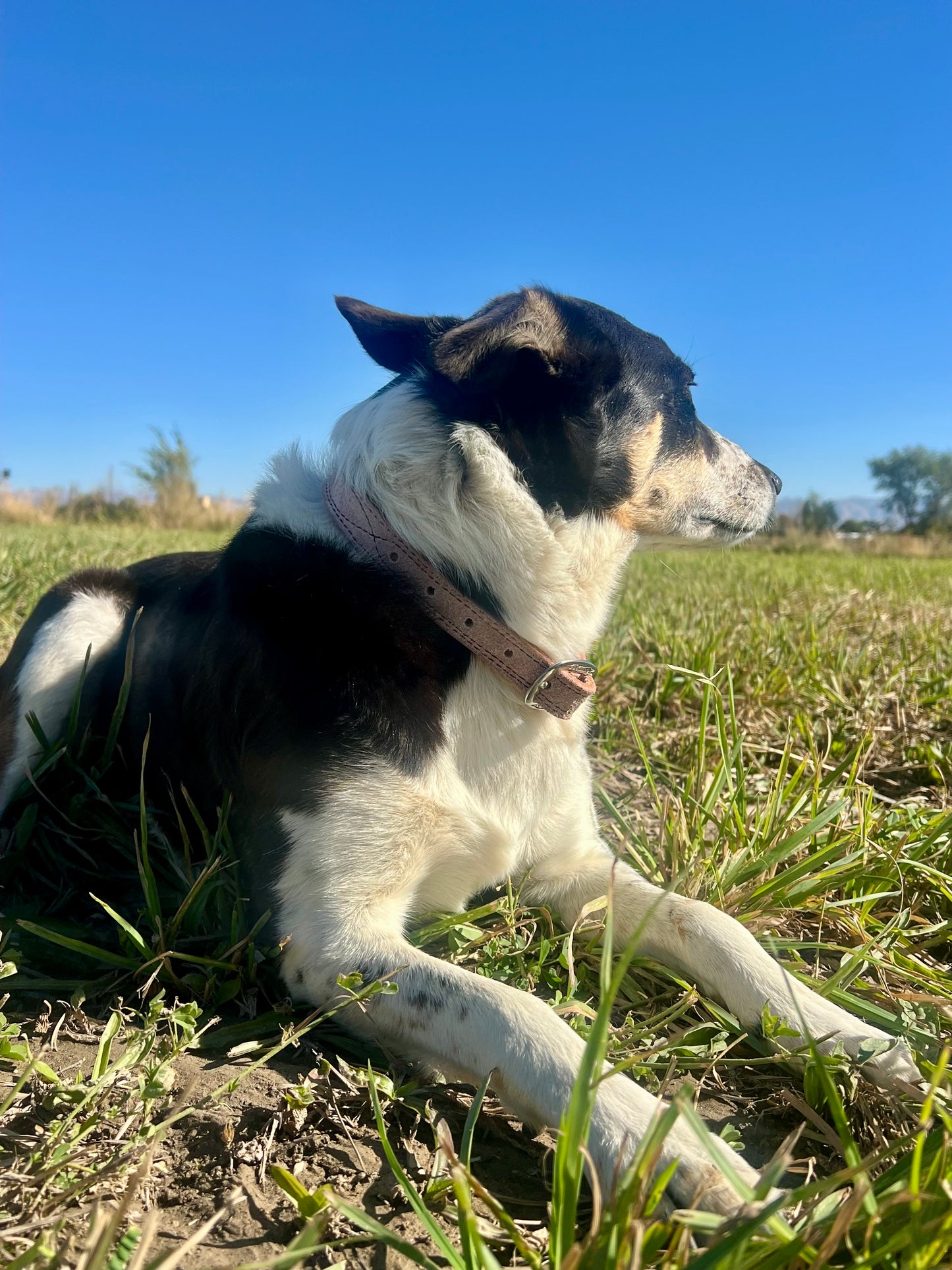 The “pretty in pink” collar