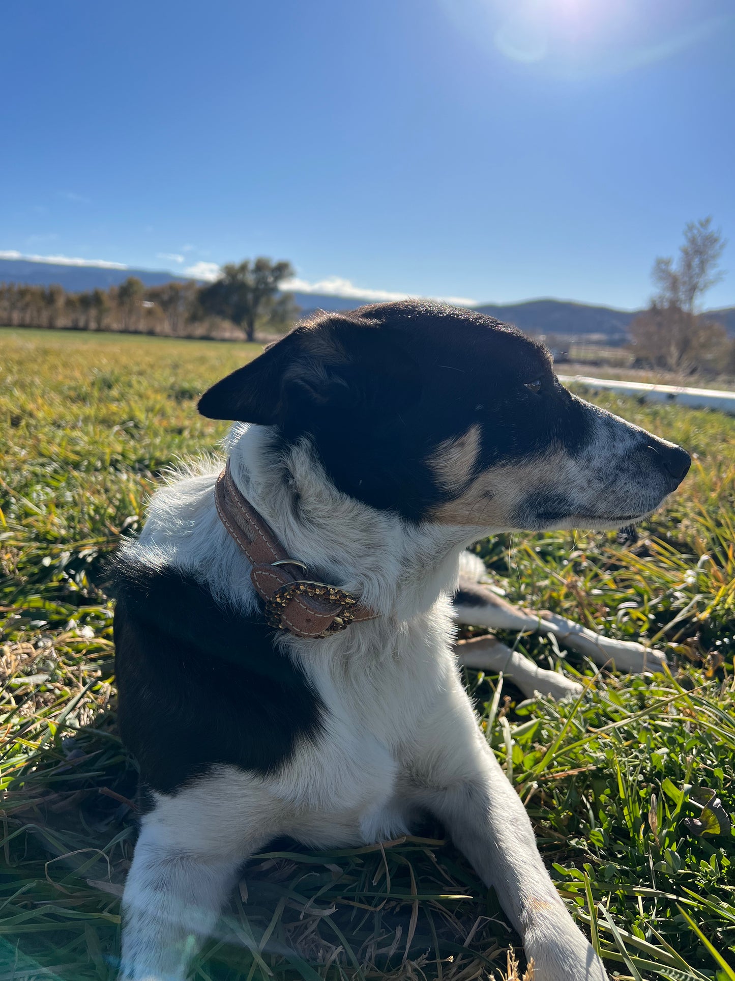 Skinny cowhide dog collar size M