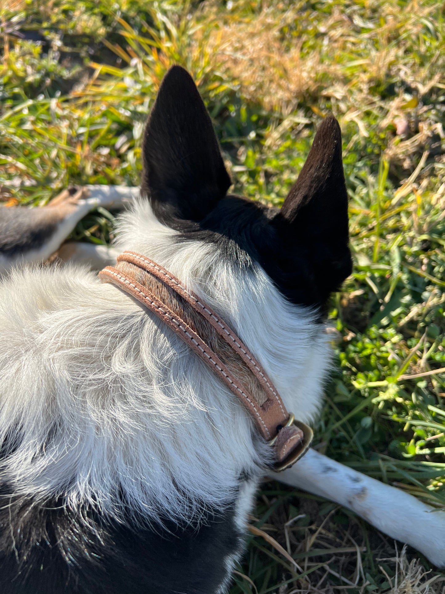 Skinny cowhide dog collar size M