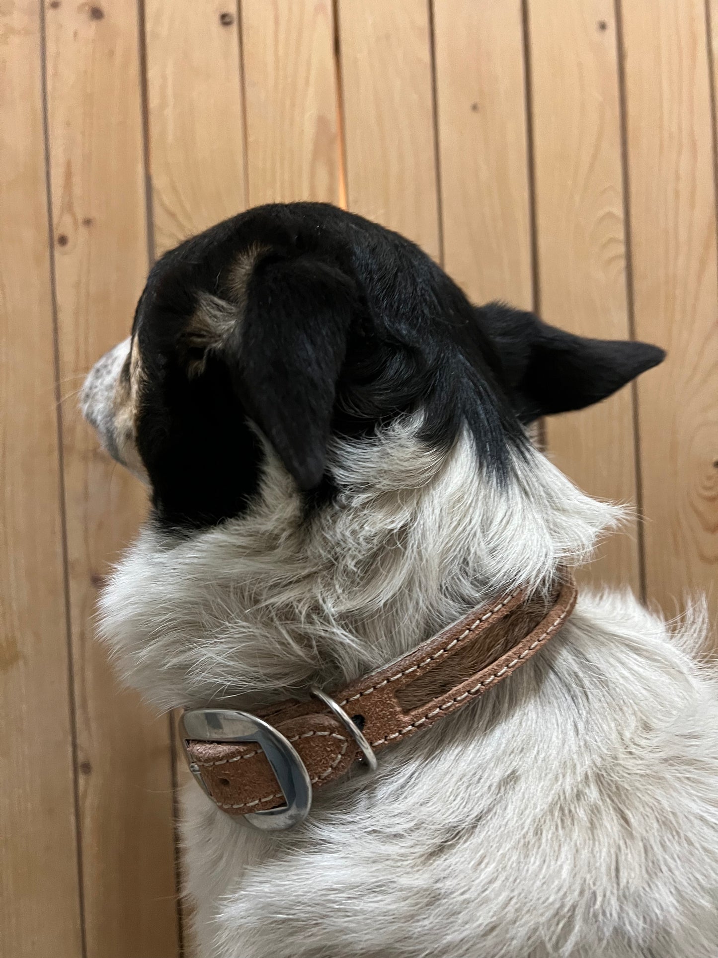 Skinny cowhide dog collar size M