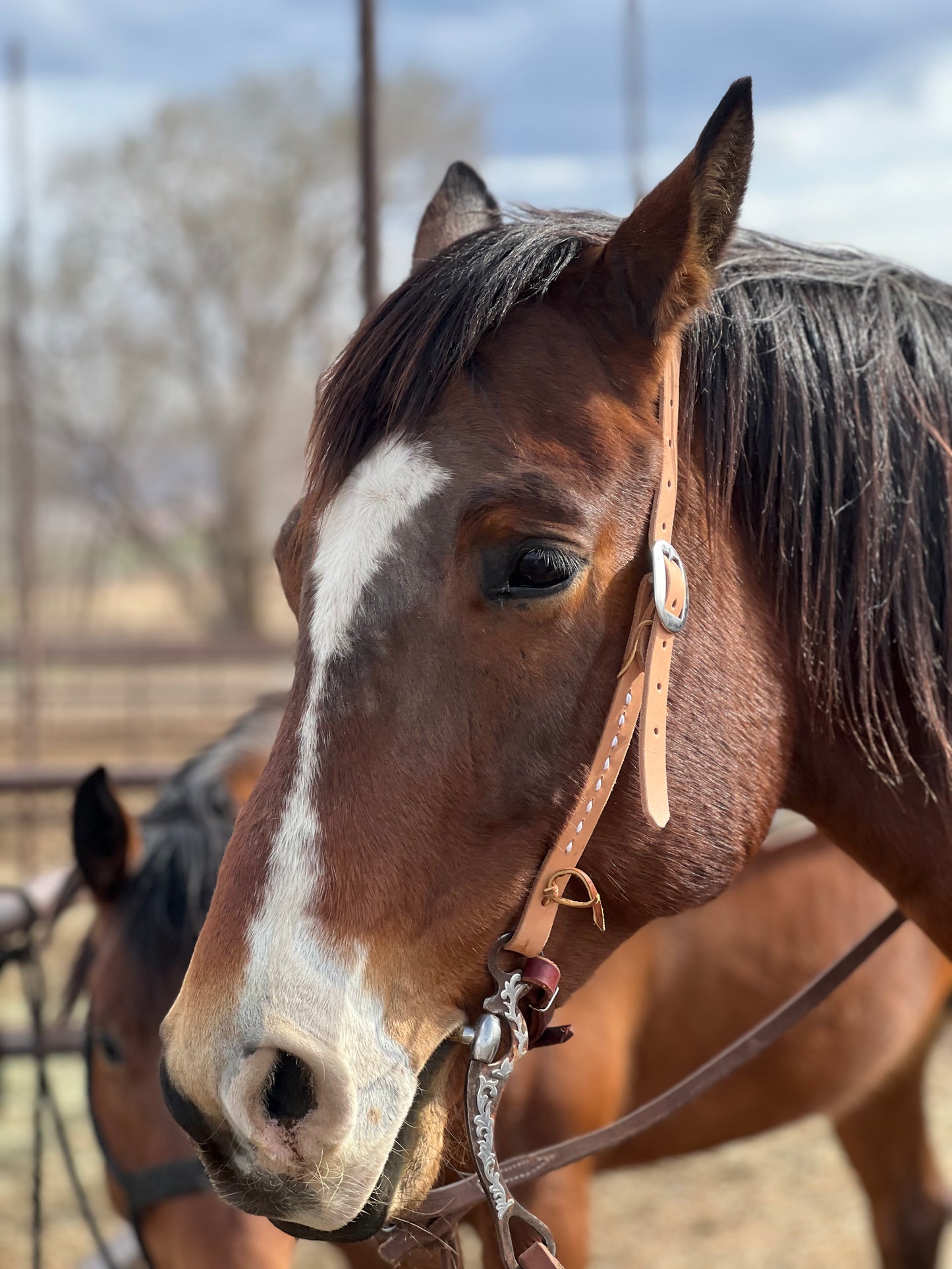 Split ear w/ white buckstitch